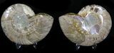 Polished Ammonite Pair - Million Years #22242-1